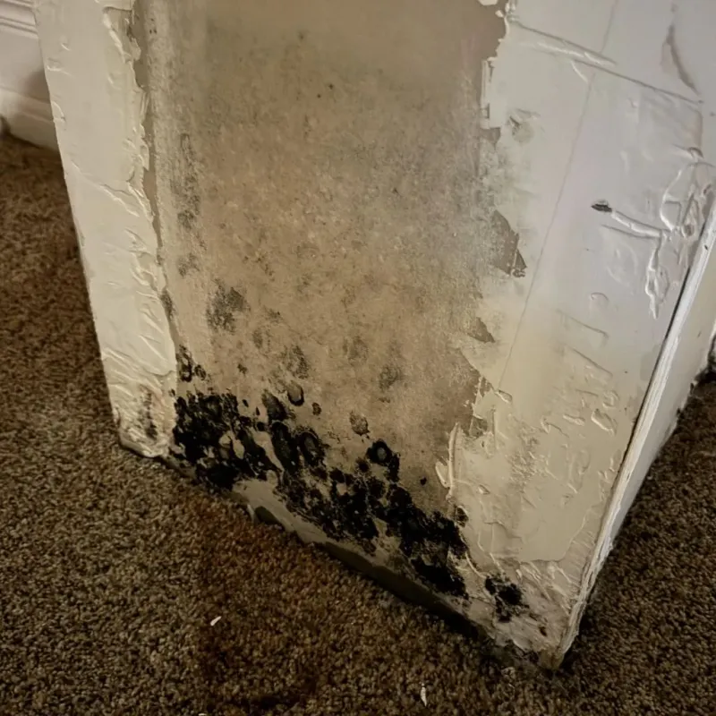Professional Mold Removal in Wheeler County, OR